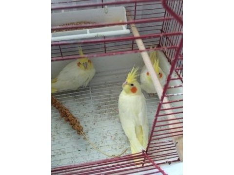 8 günlük bebek sultan papağanlar
