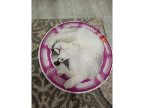 Güzel british prensesimiz betty safkan yavru catteryden