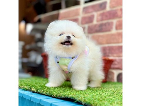 Teddy pomeranian boo ayı surat