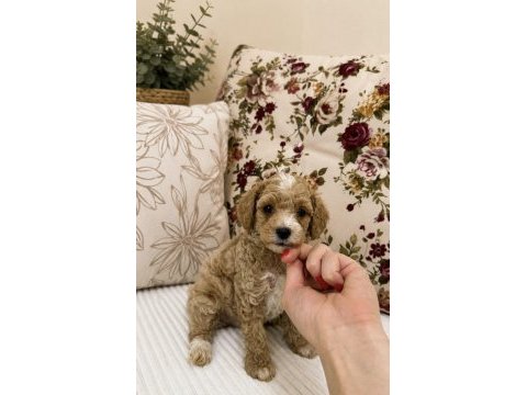 Mini boy kıvır kıvır maltipoo oğlumuz