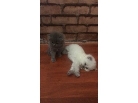 1 temmuz scottish fold bebekleri safkan ayı suratlar