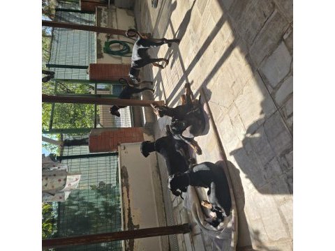 İzmir teslime hazır a kalite doberman