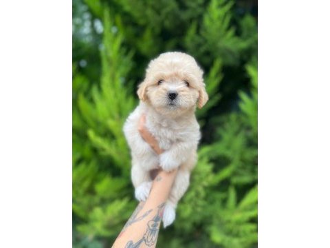 Maltipoo yavrular adrese gönderim ve kapıda ödeme vardır