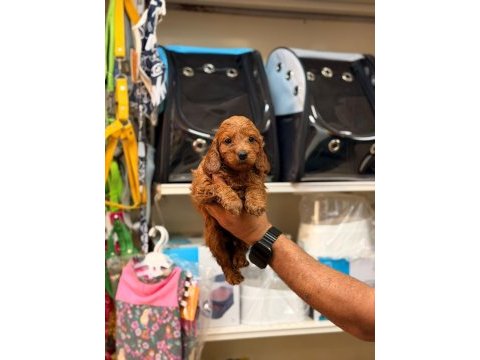 Toy poodle yavrularımız