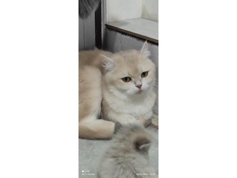 British shorthair cy12