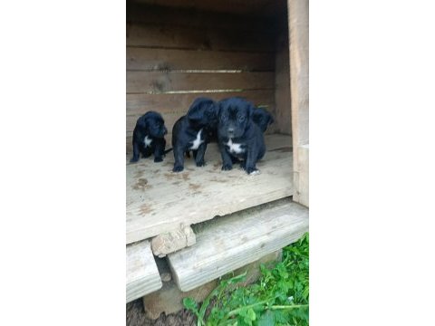Cane corso köpeği yavrular