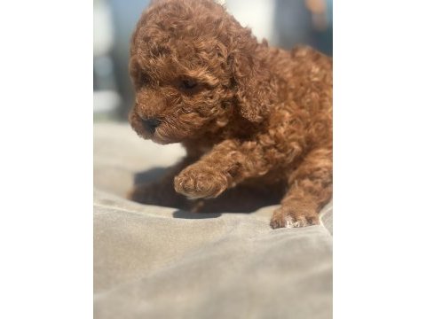 Red brown toy boy poodle kızımız