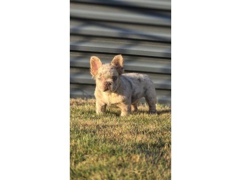 Fluffy french bulldog new shade isabella tan merle