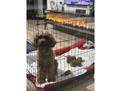 Yeni doğan toy poodle bebek surat yavrular