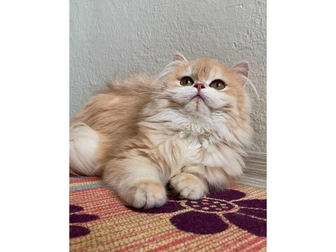 British longhair güzel kızıma yuva arıyorum