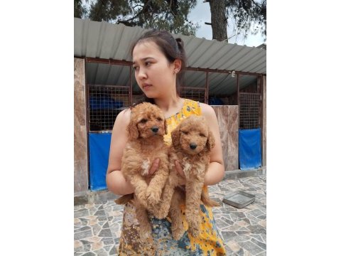 Standart poodle efsane bebekler