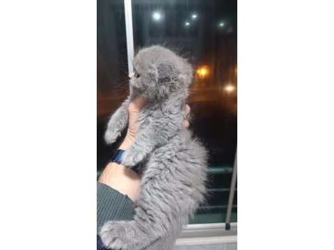 Scottish fold longhair yavrular