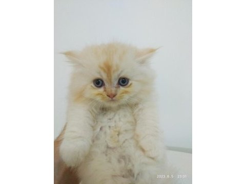 British longhair dişi ve erkek yavrular bursa