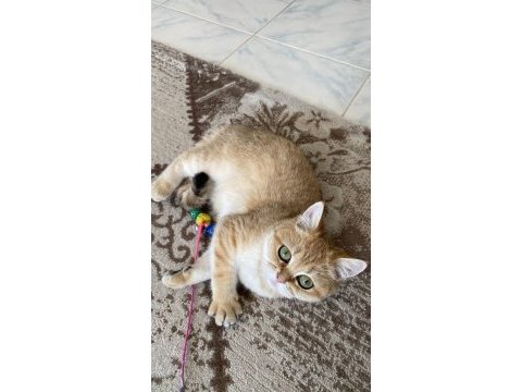 Saf kan golden british shorthair