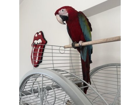 Kırmızı yeşil kanat macaw