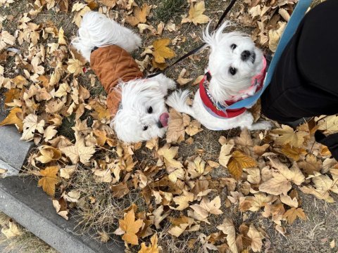 Leo ve lessie maltese