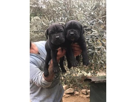 Siyah dev cane corso yavrularım