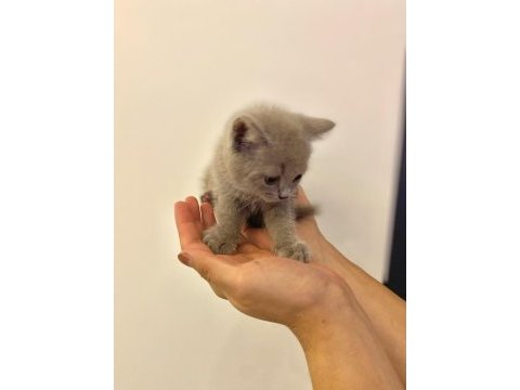 British shorthair yavru gri minnoş