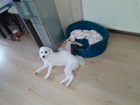 Maltese terrier 1 kasım 2022 doğumlu
