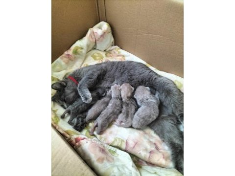 British shorthair yavrular rezerveye açıktır