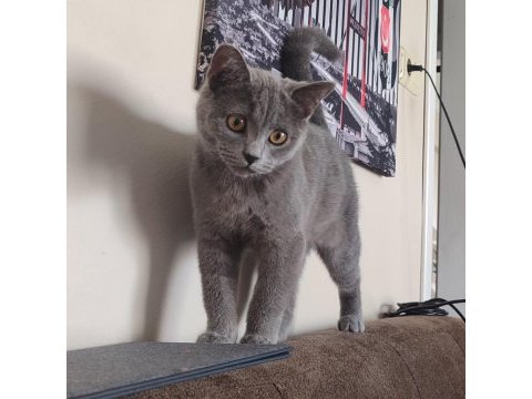 6 aylık british shorthair kızımız sahiplendirilecektir