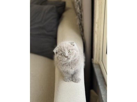 Top kafa insan canlısı scottish fold yavru