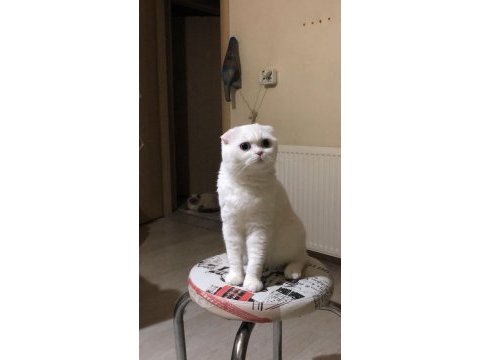 Ücretsiz scottish fold kedimiz ailesini bekliyor