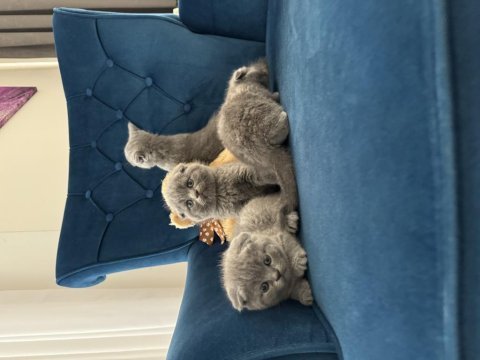 Güzel yüzlü scottish fold