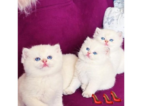Erkek british longhair kedim