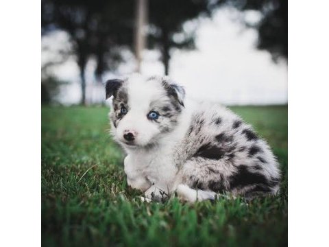 Şecereli erkek border collie yavrusu