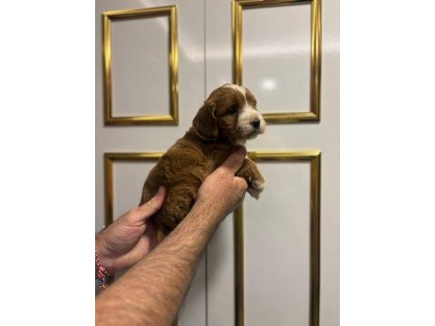 Dişi ve erkek poodle yavrularımız mevcuttur