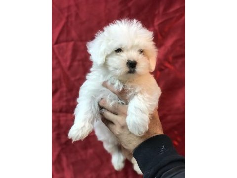 Mükemmel tea cup kore kan maltese terrier yavrularımız