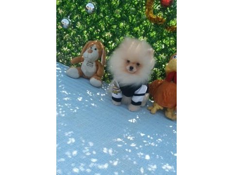 Orijinal pomeranian boo
