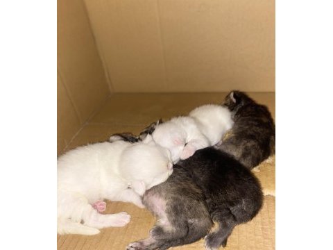 British longhair kar beyaz ve tabby yavrular