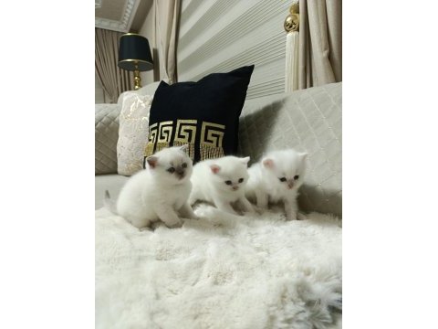 Sevimli british shorthair bebekler