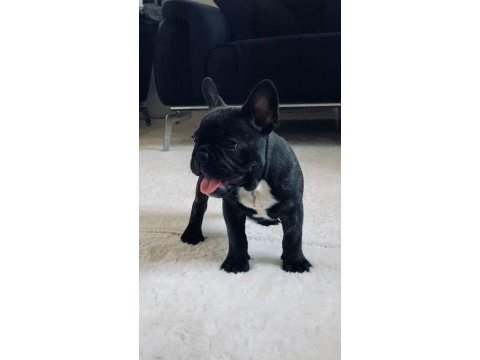 French bulldog ilgili zaman ayırabilecek olanlar arasın