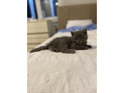 Orijinal british shorthair dişi