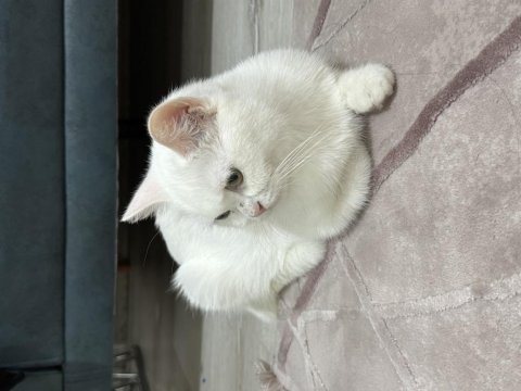 1,5 yaş dişi british shorthair