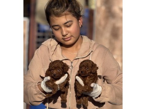 Toypoodle sevimli yavrular ruhsatlı çiftlik 