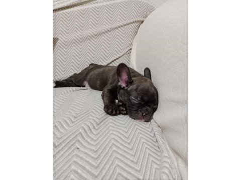 Mart 1 doğumlu french bulldog