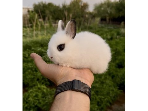Hollanda teddy lop dişilerle cüce dişi tavşan