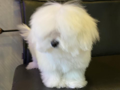Ankarada tek kore kan maltese yavrumuz