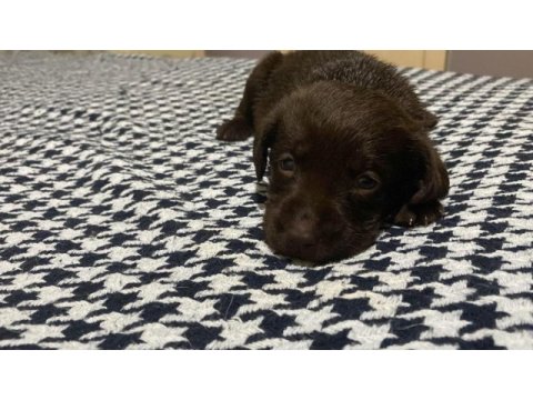 2 aylık safkan labrador retriever yavrularım