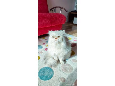 Kedimize takip şartlı iyi bakacak aile