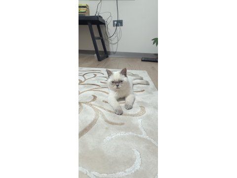 British shorthair pamuk