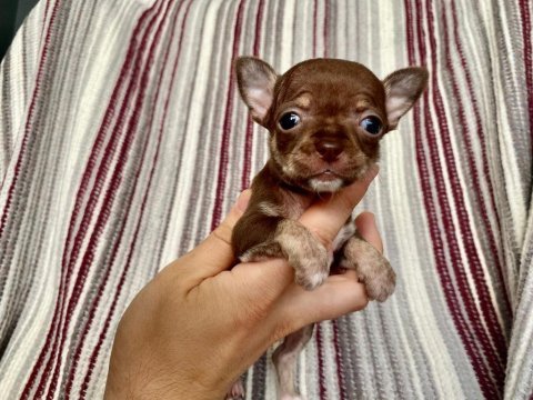 Son chihuahua yavrularım