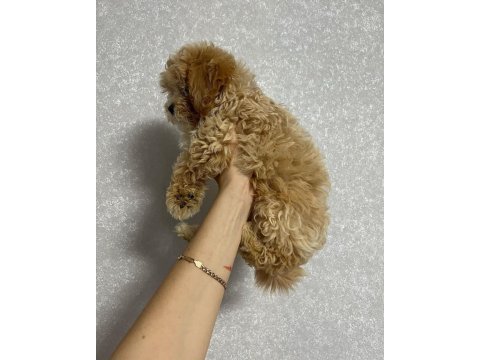 Dünya tatlısı maltipoo yavruları