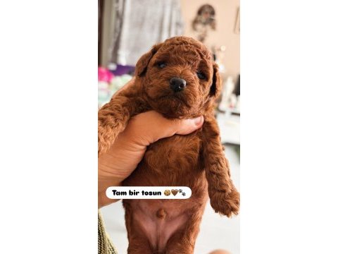 Kore teacup ve toy poodle yavrular