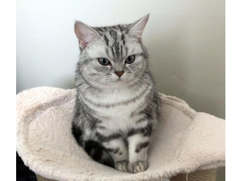 Yavru british shorthair silver tabby