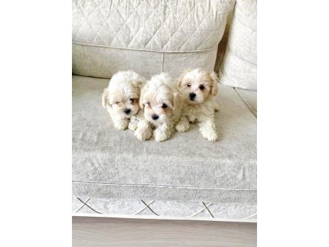 Maltese terrier minikler